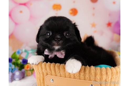 成約済の東京都のミックス犬-314001の1枚目