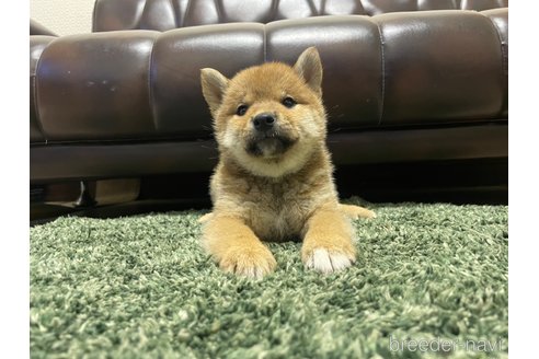 成約済の滋賀県の柴犬-308607の18枚目