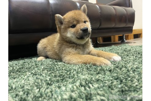 成約済の滋賀県の柴犬-308607の15枚目