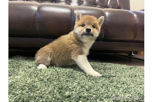 成約済の滋賀県の柴犬-308606の13枚目
