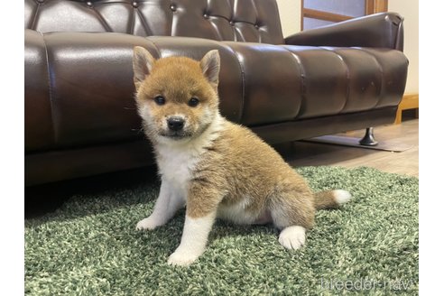成約済の滋賀県の柴犬-308606の14枚目