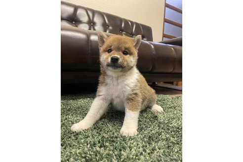 成約済の滋賀県の柴犬-308606の11枚目