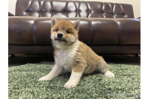 成約済の滋賀県の柴犬-308606の12枚目