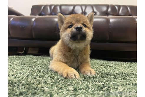 成約済の滋賀県の柴犬-308605の9枚目