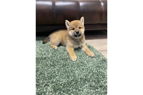 成約済の滋賀県の柴犬-308605の10枚目