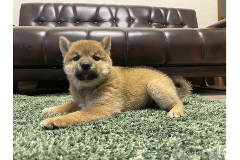 成約済の滋賀県の柴犬-308605の11枚目