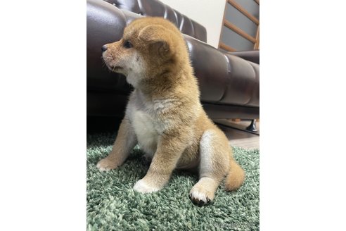 成約済の滋賀県の柴犬-308604の15枚目