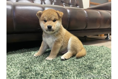 成約済の滋賀県の柴犬-308604の10枚目