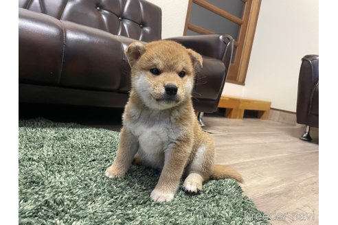 成約済の滋賀県の柴犬-308604の11枚目