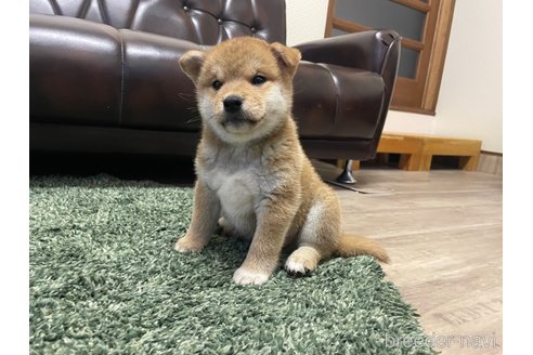 成約済の滋賀県の柴犬-308604の12枚目