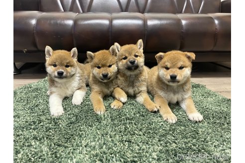 成約済の滋賀県の柴犬-308604の13枚目