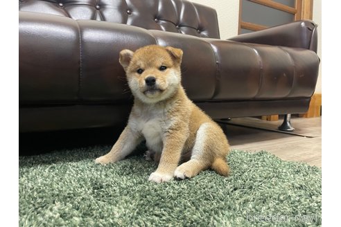 成約済の滋賀県の柴犬-308604の14枚目