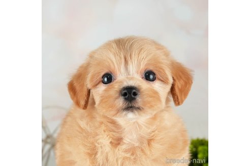 成約済の千葉県のマルプー:マルチーズ×トイプードル-314025の1枚目