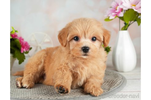 成約済の千葉県のマルプー:マルチーズ×トイプードル-314025の3枚目