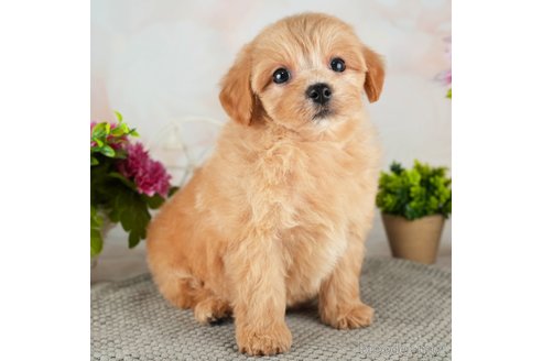 成約済の千葉県のマルプー:マルチーズ×トイプードル-314025の2枚目