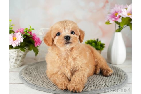 成約済の千葉県のマルプー:マルチーズ×トイプードル-314025の4枚目