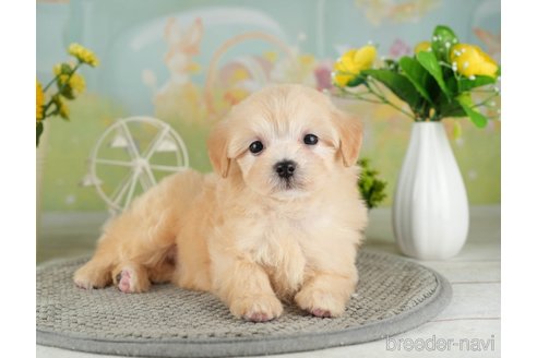 成約済の千葉県のマルプー:マルチーズ×トイプードル-314027の4枚目