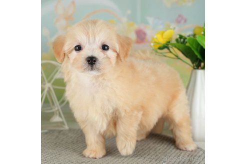 成約済の千葉県のマルプー:マルチーズ×トイプードル-314027の3枚目