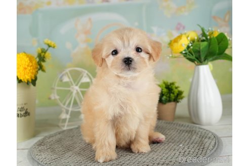 成約済の千葉県のマルプー:マルチーズ×トイプードル-314027の5枚目