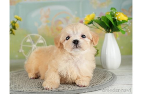 成約済の千葉県のマルプー:マルチーズ×トイプードル-314027の2枚目