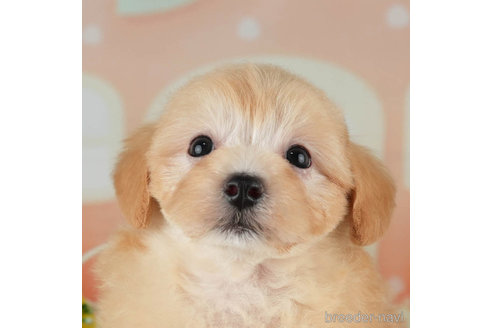 成約済の千葉県のマルプー:マルチーズ×トイプードル-314028