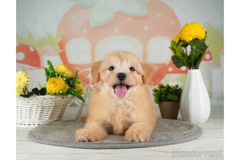 成約済の千葉県のマルプー:マルチーズ×トイプードル-314028の2枚目