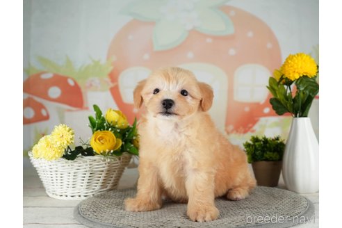 成約済の千葉県のマルプー:マルチーズ×トイプードル-314028の3枚目