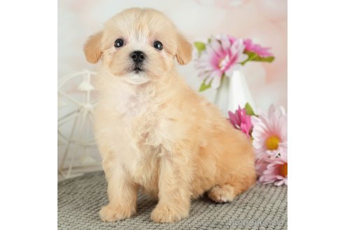 成約済の千葉県のマルプー:マルチーズ×トイプードル-314029の4枚目