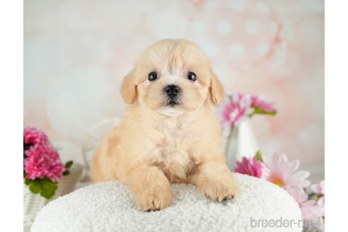 成約済の千葉県のマルプー:マルチーズ×トイプードル-314029の3枚目