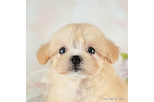 成約済の千葉県のマルプー:マルチーズ×トイプードル-314029