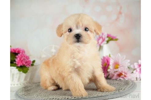 成約済の千葉県のマルプー:マルチーズ×トイプードル-314029の5枚目