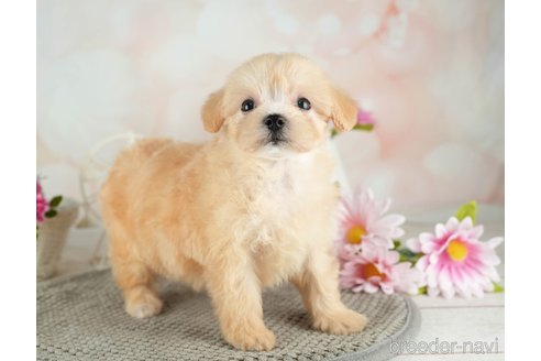 成約済の千葉県のマルプー:マルチーズ×トイプードル-314029の2枚目