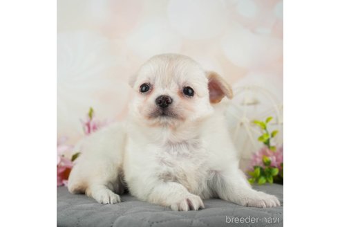 成約済の千葉県のチワワ(ロングコート)-314030の5枚目