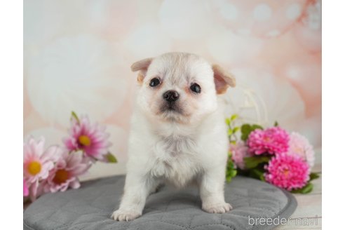 成約済の千葉県のチワワ(ロングコート)-314030の3枚目