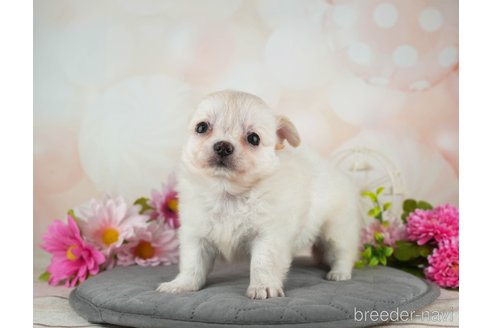 成約済の千葉県のチワワ(ロングコート)-314030の2枚目