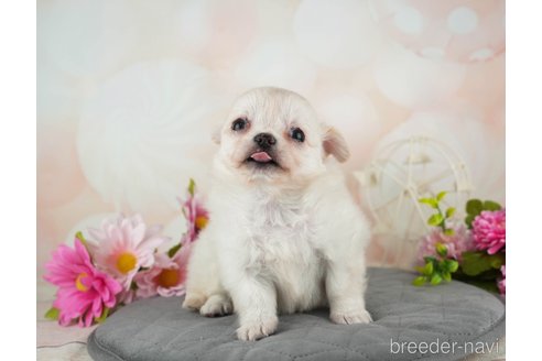 成約済の千葉県のチワワ(ロングコート)-314030の4枚目