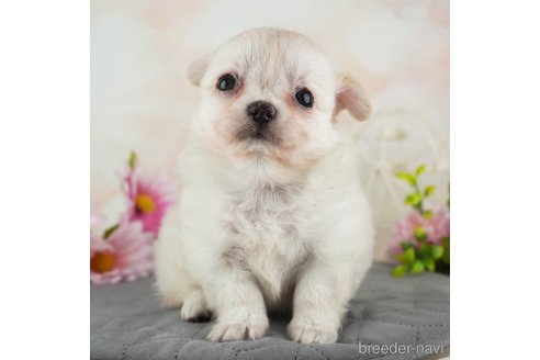 成約済の千葉県のチワワ(ロングコート)-314030の1枚目