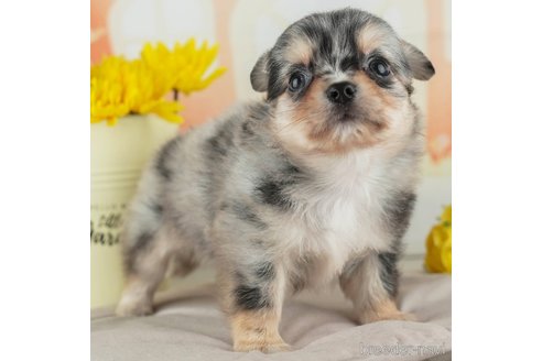 成約済の千葉県のチワワ(ロングコート)-314032の5枚目