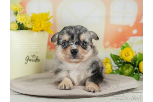 成約済の千葉県のチワワ(ロングコート)-314032の3枚目