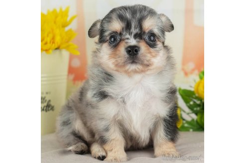 成約済の千葉県のチワワ(ロングコート)-314032の1枚目