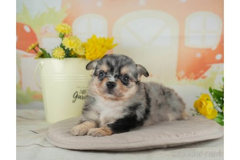 成約済の千葉県のチワワ(ロングコート)-314032の2枚目