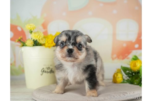 成約済の千葉県のチワワ(ロングコート)-314032の4枚目