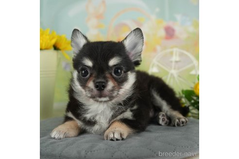 成約済の千葉県のチワワ(ロングコート)-314033の2枚目