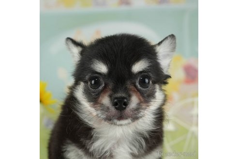 成約済の千葉県のチワワ(ロングコート)-314033の1枚目