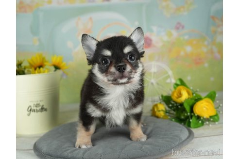 成約済の千葉県のチワワ(ロングコート)-314033の3枚目