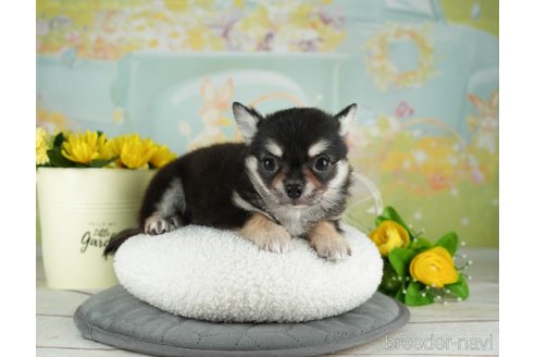 成約済の千葉県のチワワ(ロングコート)-314033の4枚目