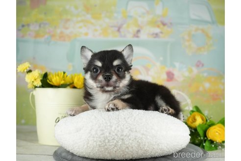 成約済の千葉県のチワワ(ロングコート)-314033の5枚目