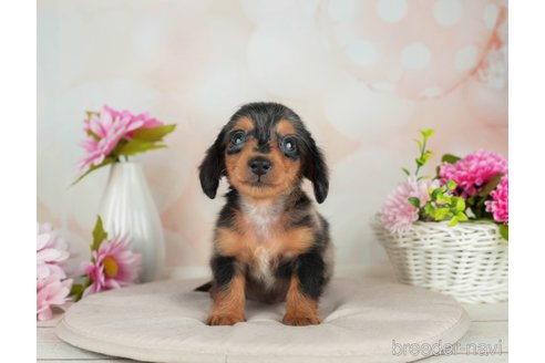 成約済の千葉県のカニンヘンダックスフンド(ロングヘアード)-314034の4枚目