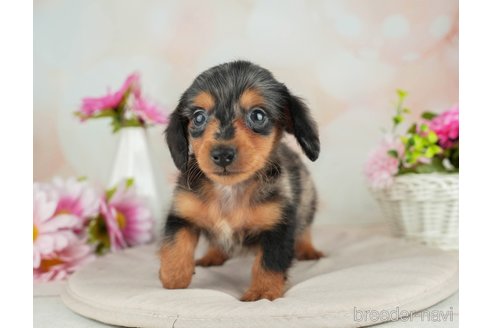 成約済の千葉県のカニンヘンダックスフンド(ロングヘアード)-314034の5枚目