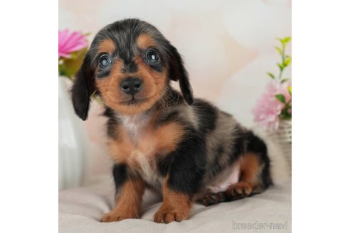 成約済の千葉県のカニンヘンダックスフンド(ロングヘアード)-314034の1枚目